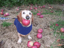 a dachshund wearing a blue sweater is holding an apple in its mouth