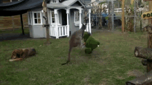 I Want To Hump GIF - Animals Kangaroo Punch GIFs