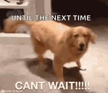 a dog is standing in a room with the words `` until the next time cant wait !!! ''