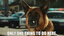Cats And Dogs Diggs GIF - Cats And Dogs Diggs Only One Thing To Do Here GIFs