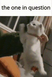 Funny Lil Guy The One In Question GIF - Funny Lil Guy The One In Question GIFs