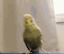 Bird Laugh GIF - Bird Laugh GIFs