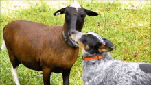 Kissing Affectionate GIF