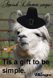 Amish Llama GIF - Amish Amish Life Amish Llama GIFs