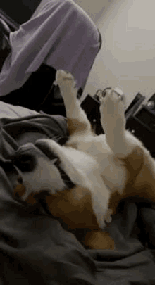a dog is laying on its back on a bed with its paws up .