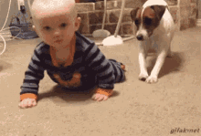 Dog Baby GIF - Dog Baby Crawl GIFs