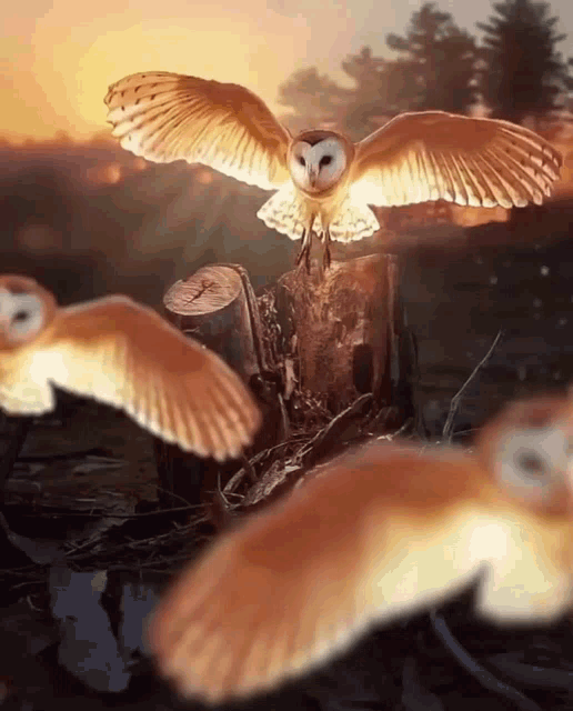 barn owl gif animated