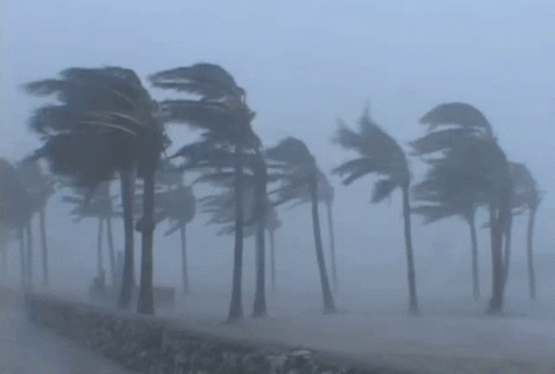 Hurricane Windy GIF - Hurricane Windy Strong Winds - Descobrir e ...