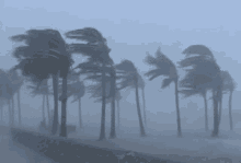 hurricane windy strong winds coconut trees standing strong
