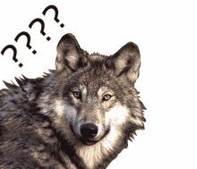 wolf confused why not amused grey wolf