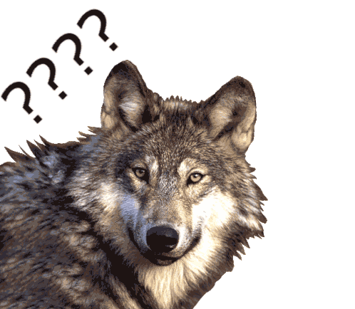 Wolf Confused Sticker - Wolf Confused Why Stickers