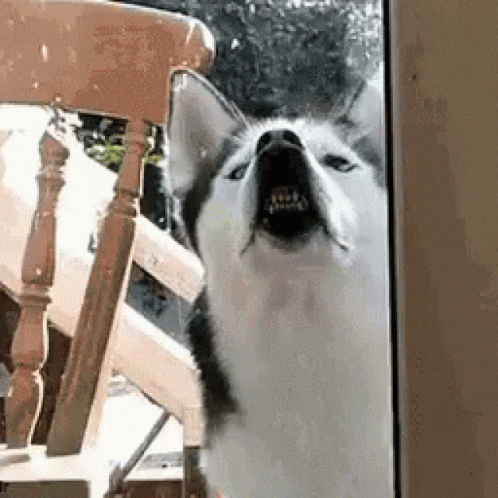 Dog Doggo GIF – Dog Doggo Window – discover and share GIFs