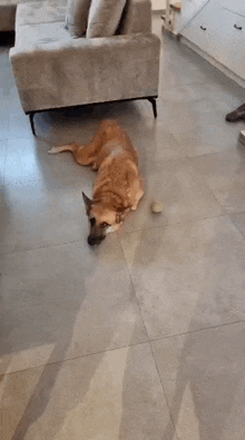 a brown dog is laying on the floor next to a couch
