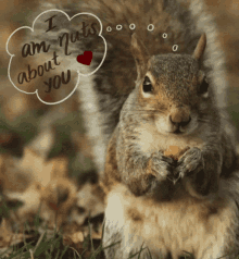 Nuts About You Animal Valentines Gifs GIF