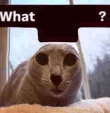 a cat is sitting in front of a window with a sign that says what .