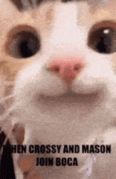 a close up of a cat 's face with the words when crossy and mason join boca written below it