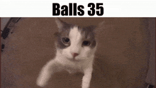 Balls 35 Cat Meme GIF - Balls 35 Cat Meme Cat GIFs