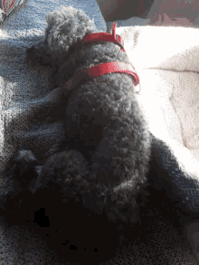 Puddin Testing GIF - Puddin Testing Dog GIFs