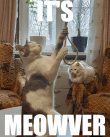 two cats are playing with a rope that says it 's meowver on it