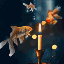 Goldfish With Flame Fishes GIF - Goldfish With Flame Fishes Candle GIFs