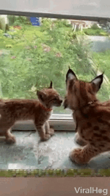 Lynx Cute Lynx GIF - Lynx Cute Lynx Baby Lynx GIFs