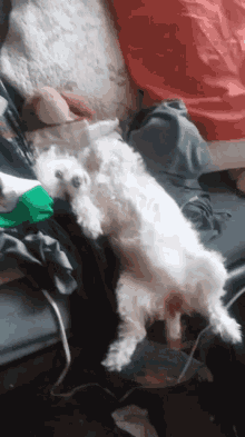 a white dog is laying on its back on a couch