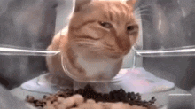 Cat Cats GIF - Cat Cats Cat Meme GIFs