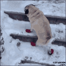Slipping On Ice Pugs GIF