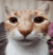 Cat Meme GIF - Cat Meme Y0t GIFs