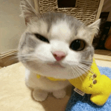 a close up of a cat 's face with a yellow stuffed animal in the background
