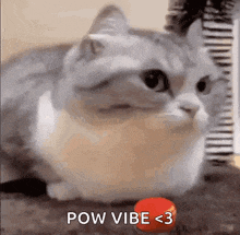 a cat is playing with a tennis ball with the words pow vibe < 3 above it .