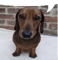 GIF #Cute #Dachshund #Sassy #Puppy, 2268458B – Rehost