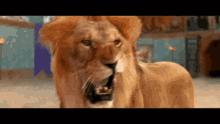 a close up of a lion 's face with its mouth open .
