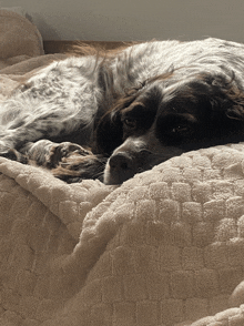 a brown and white dog is laying on a blanket