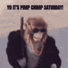chimp monkey monke pimp