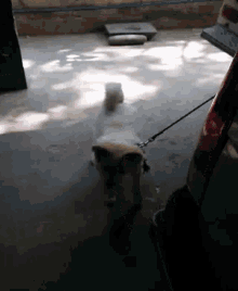 a dog is walking on a leash in a dark room