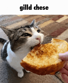 a cat is eating a piece of bread from a person 's hand .