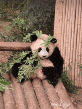 a panda bear is sitting on a wooden bench eating bamboo