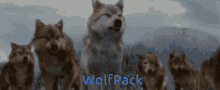 Wolfpack GIF