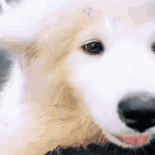 Malu Viana Dog GIF - Malu Viana Dog Cute GIFs