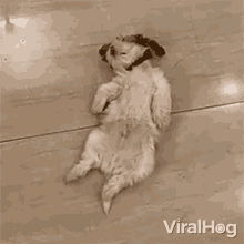 Awaken Viralhog GIF - Awaken Viralhog Getting Up GIFs