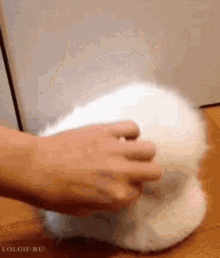Owl Hat GIF - Owl Hat Surprised GIFs