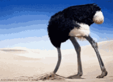 Ostrich Hide GIF - Ostrich Hide Scared GIFs