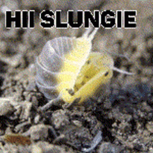 Isopod Slungie GIF - Isopod Slungie GIFs