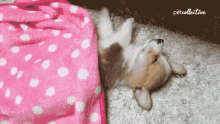 Just Woke Up The Pet Collective GIF - Just Woke Up The Pet Collective Waking Up GIFs