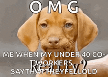 a brown puppy with a caption that says omg me when my under 40 co workers say that they fellold