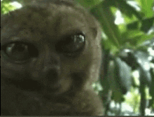 Tarsier Stare GIF - Tarsier Stare Primate GIFs