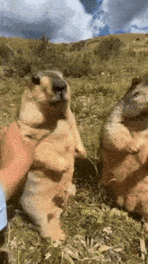 a person petting a brown animal in a field