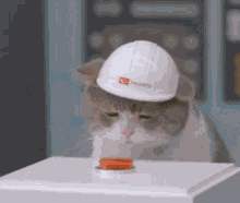 Cat Nuke GIF - Cat Nuke Effervescent GIFs