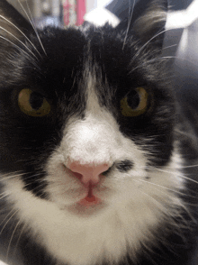 a close up of a black and white cat 's face with yellow eyes